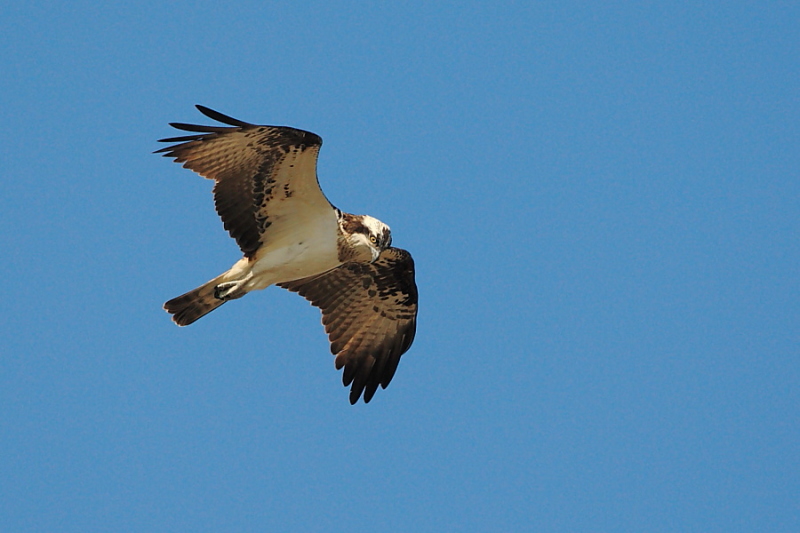 Falco pescatore